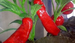 Pepper plants in the museum.