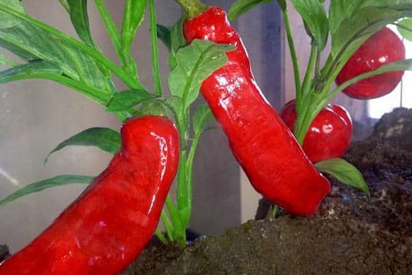 Pepper plants in the museum.