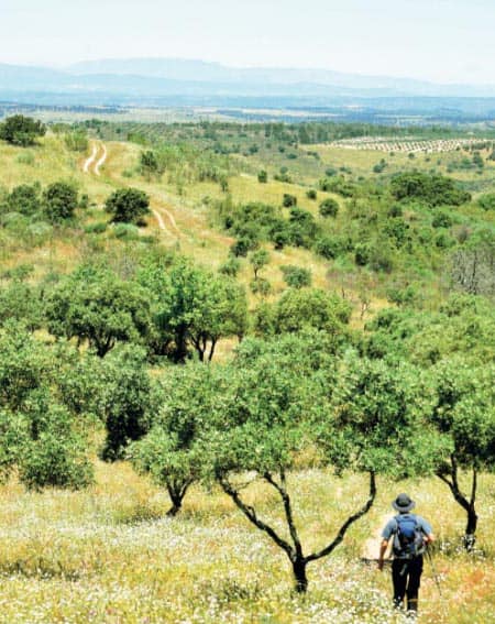 Walking in a cork forest in Portugal.