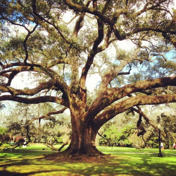 One of the hundreds of old trees that grace the Houmas House property. | GoNOMAD Travel