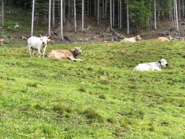 IMG_0867 Montafon,mountain biking