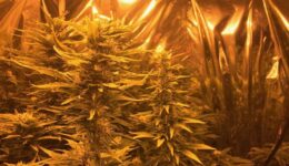 Nearly mature marijuana plants growing in Massachusetts, a state where it is legal.
