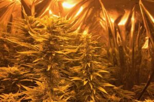 Nearly mature marijuana plants growing in Massachusetts, a state where it is legal.