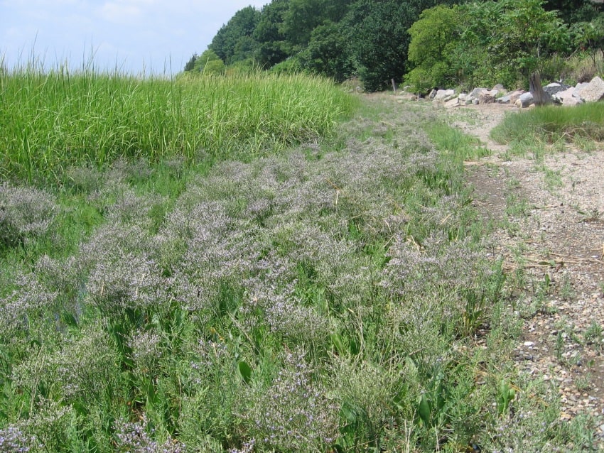 Lavender by the seaside at Boston Harbor Islands National Recreation Area. 