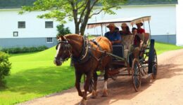 horse and buggy ride