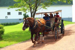 horse and buggy ride