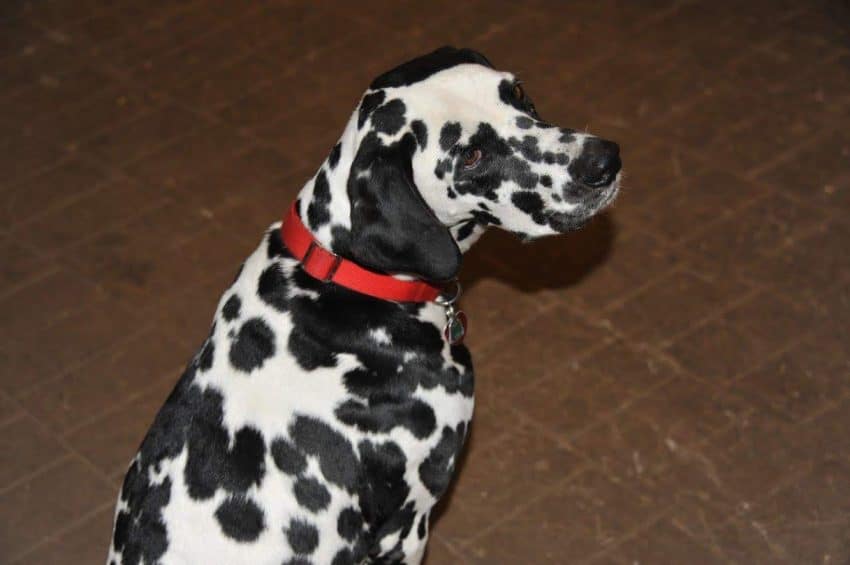 The Bud Dalmation