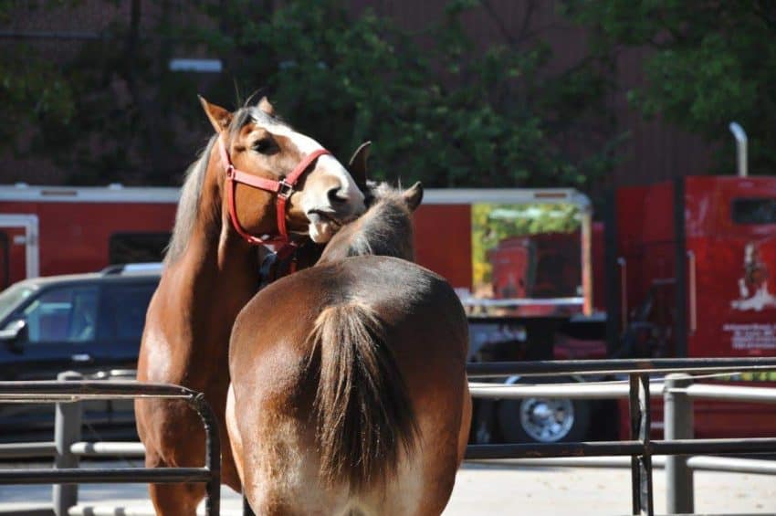 Nuzzling Clydesdales at their Stables and Paddock at the Anheuser Busch Brewery.