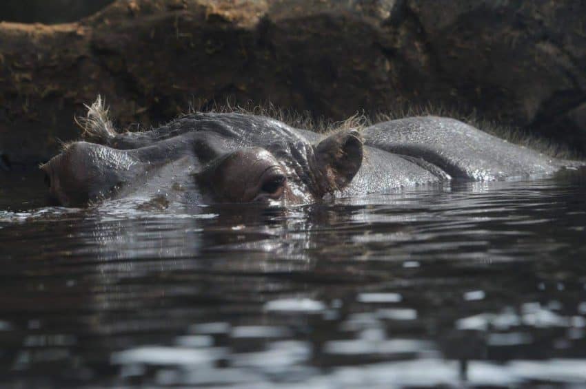 A swimming hippo at the St Louis Zoo.