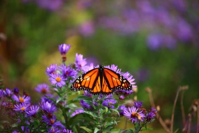 Monarch at Fort Williams State Park - photo by Rachael McGrath