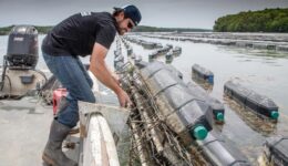 Mook Oyster Farm on the Damariscotta River, Maine. Paul Shoul photos.
