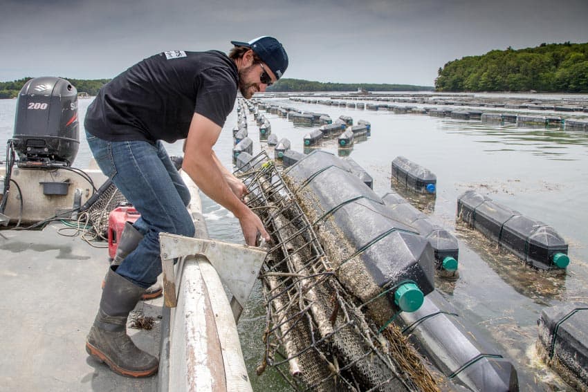 Mook Sea Farm "OysterGro™" cages" on the Damariscotta River, Maine. Paul Shoul photos.