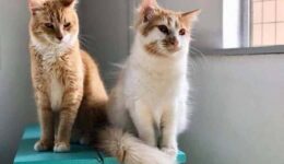 aruba rescue cats