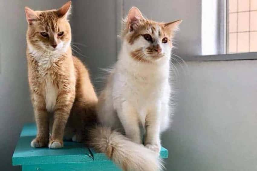 aruba rescue cats