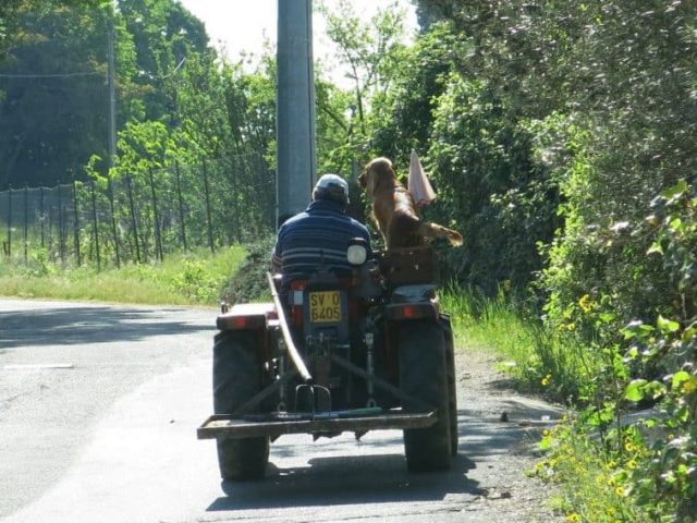 farmer tractor and dog Via Postumia