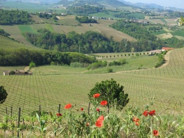 sweeping vineyards of Italy Via Postumia