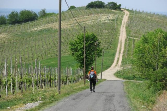 vineyard hike Via Postumia