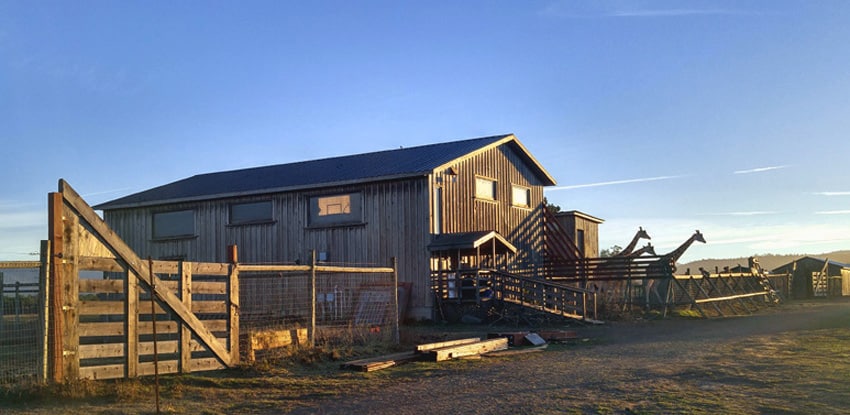 Watch the sunrise with giraffes at B Bryan Preserve, Point Arena.