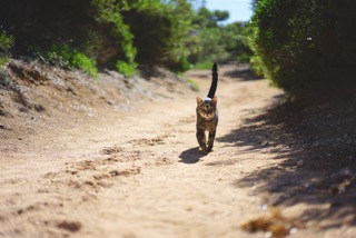 A cat follows me and fellow hikers for a cuddle next to a refuge.