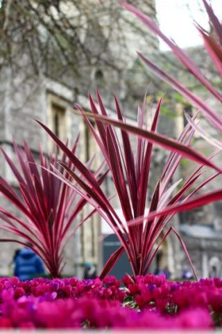 Bright, pink flowers sit outside the cathedral.