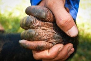 chimp-man