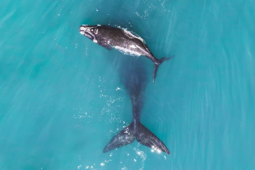 Mother and baby whales by Luke Maximo Bell