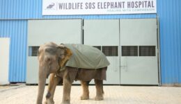 Holly elephant at the Wildlife SOS Elephant Hospital