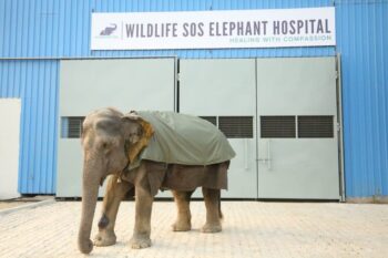 Holly elephant at the Wildlife SOS Elephant Hospital