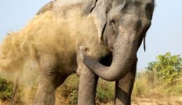 Holly enjoying a dust bath at the Elephant Conservation and Care Center, Mathura