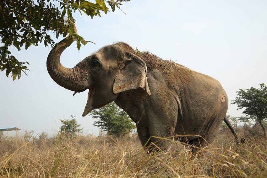 Luna enjoying a walk at the Wildlife SOS Elephant Hospital premises.