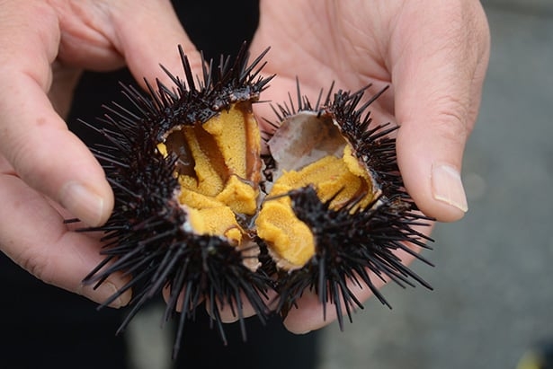 Sea urchin, an Iwate delicacy. Courtesy of Iwate Prefecture Japan