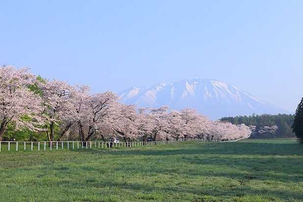 Spring in Iwate Prefecture. Courtesy of Iwate Prefecture Japan