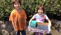 blueberry-picking-kids