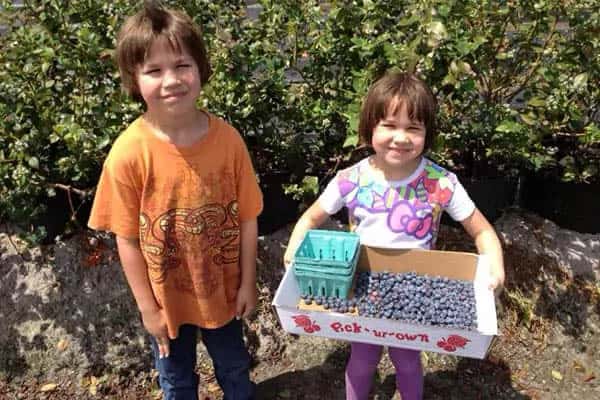 blueberry picking kids