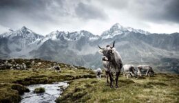 The Cow, a tribute, by Werner Lambert