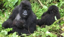 Gorillas_at_Volcanoes_National_Park,_Rwanda