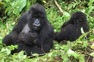 Gorillas_at_Volcanoes_National_Park,_Rwanda