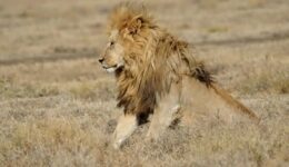 Lion on Serengeti plains