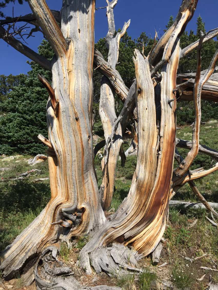 Mount Evans bristlecone 1