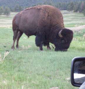 Up close and personal with a buffalo from the relative safety of a jeep. (Note the side mirror.)