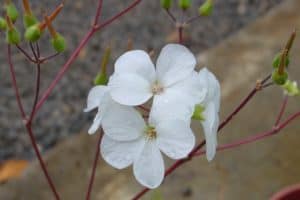  The White Ebony flower (or Trochetiopsis Ebenus) is a native of St Helena and the countries national flower.