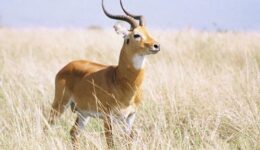 Sierra Leone wildlife kob Africa.