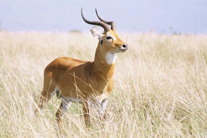 Sierra Leone wildlife a kob