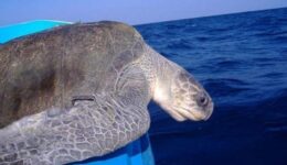sea-turtle