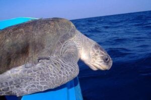 sea-turtle