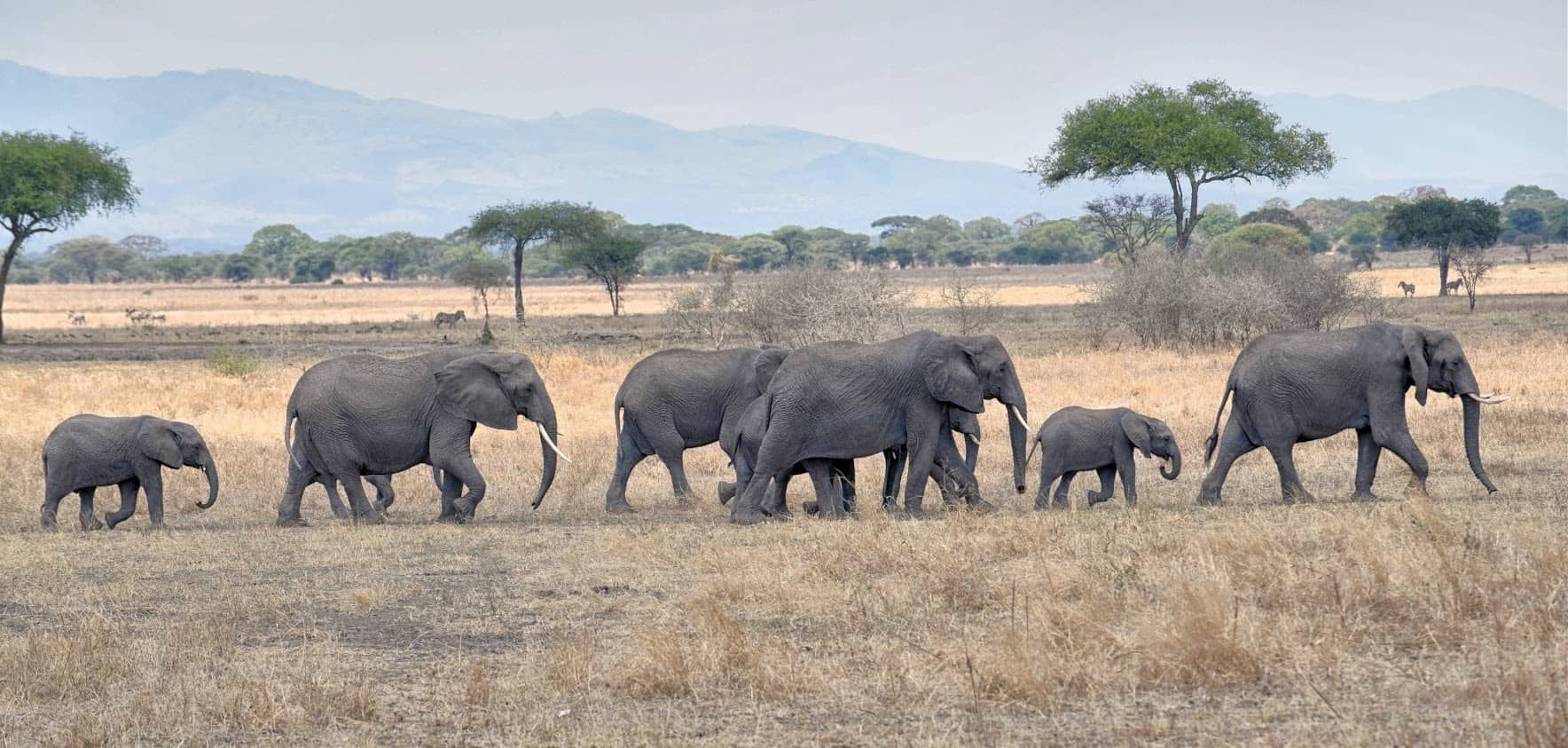 Elephants crossing in Tanzania.