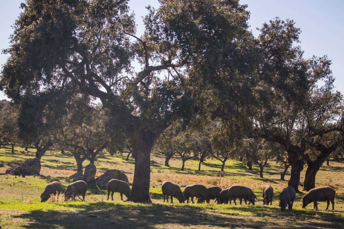 Iberian pigs feasting on acorns in Extremadura, Spain.