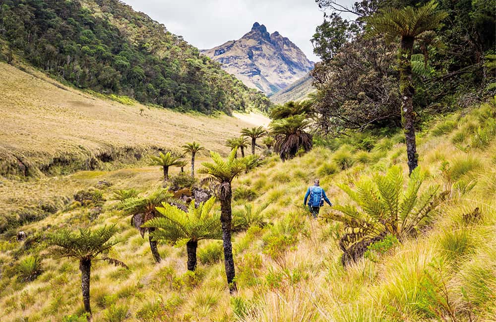 Mystic grassland in the highlands of Papua New Guinea