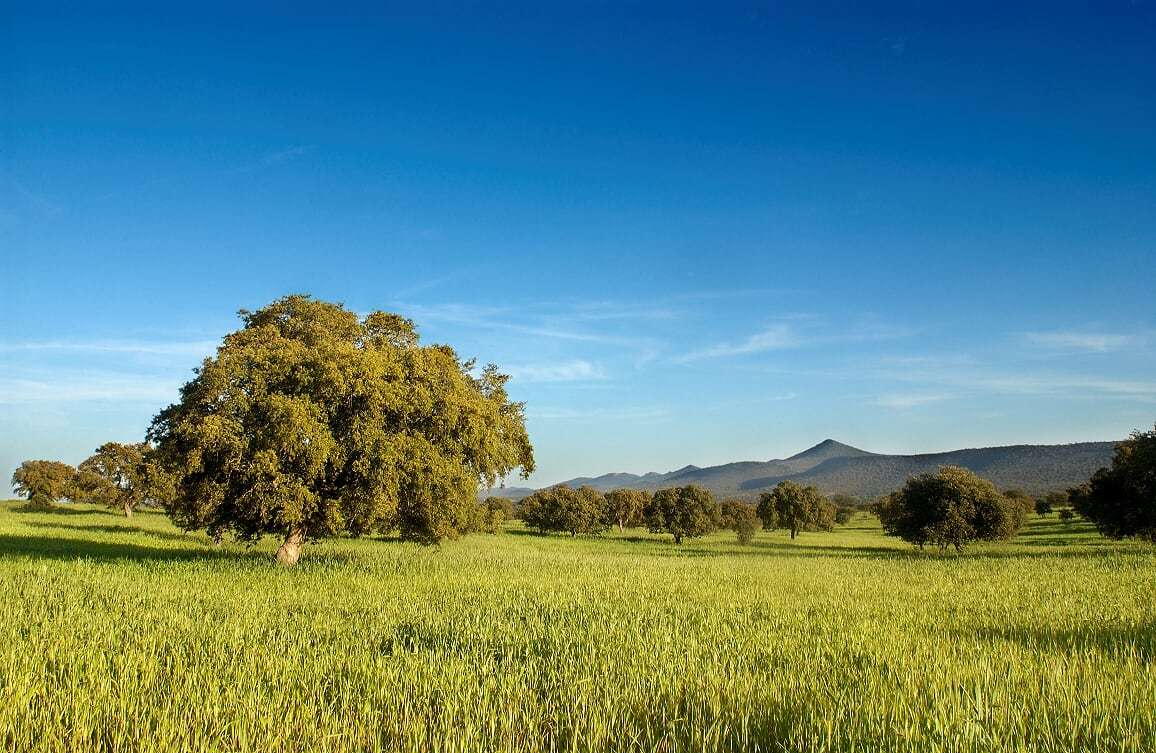 Extremadura's lush rolling hills are the perfect place to escape to. Extremadura Tourism photo, Spain.