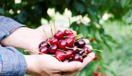 Freshly picked cherries from the Jerte Valley in Extremadura Spain.